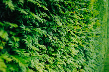 Natural cut green bush fence closeup texture perspective view