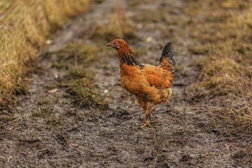Молодая рыжая курочка