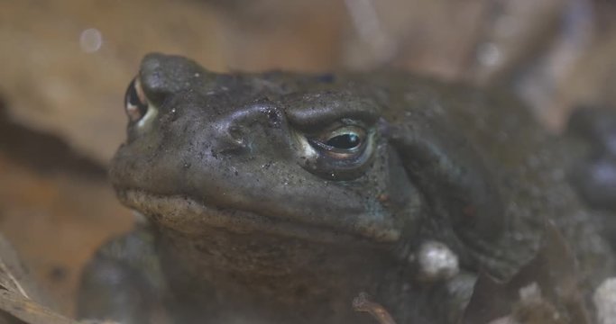 Gray Frog is Croaking Sitting Among the Leaves Large Frog on a Dry Foliage Excursion to the Zoo Nature Wildlife Tourism Biology Zoology Studying of Animals