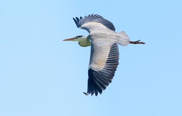 Close-up of a Eurasian Gray Heron (Ardea cinerea) in flight.