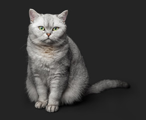 The cat sits and stares. Gray British Shorthair cat isolated on dark gray background.