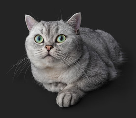The cat lies and looks. Gray British Shorthair cat isolated on dark gray background.