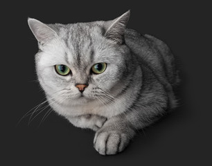 The cat lies and looks. Gray British Shorthair cat isolated on dark gray background.