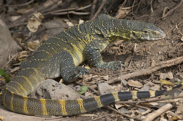 Giant Monitor Lizard