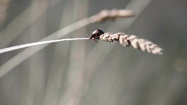 Small Black Beetle - Brachypnoea on a dry plant in nature