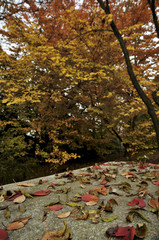 Foglie su tavolo marmo