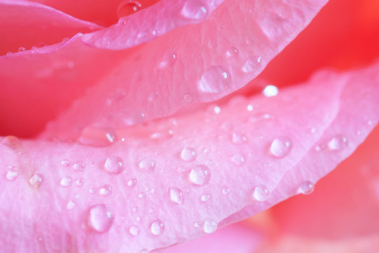 Floral  wallpaper,  pink roses petals with drops