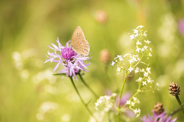 Schmetterling auf Blumen - brauner Waldvogel