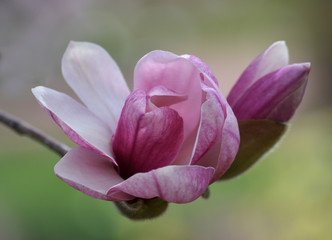 Fototapeta na wymiar Magnolia Bloom