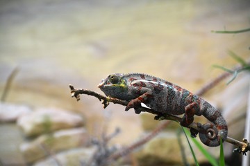 chameleon © K_E