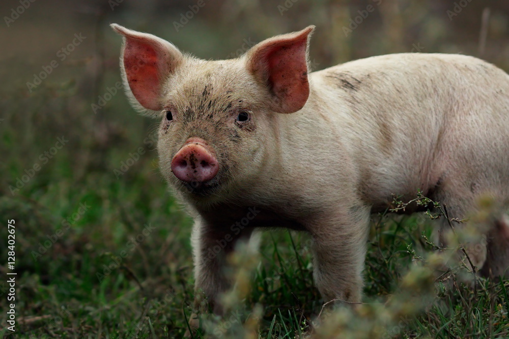 Wall mural portrait of young pig