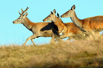 group of running red deers