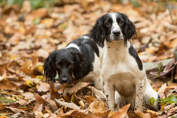 A day in the life of working dogs
