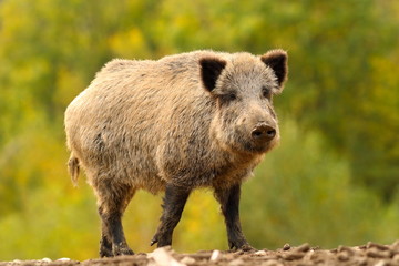 Naklejka na ściany i meble huge wild boar