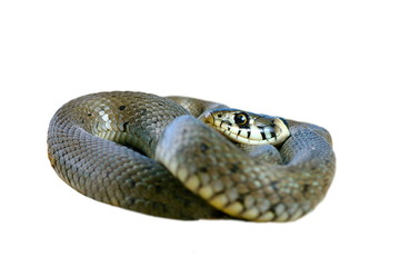 isolated grass snake