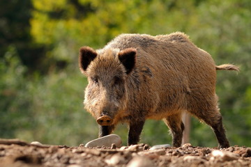 large curious boar