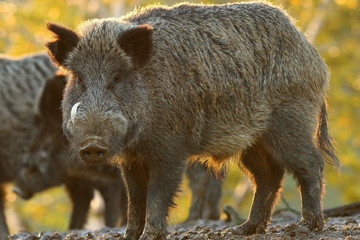 large male wild boar