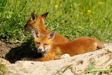 lazy fox cub