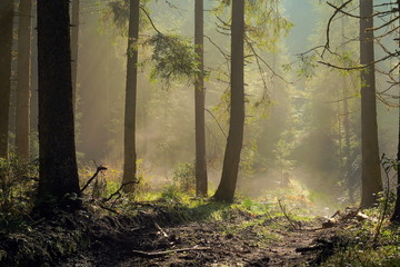 misty spruce forest