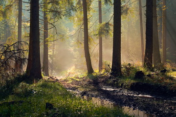 beautiful morning light in spruce forest