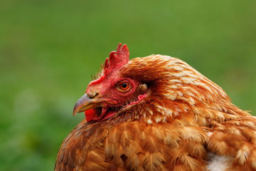 portrait of brown hen