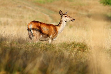 Naklejka na ściany i meble red deer doe on mountain meadow