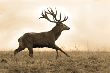 sepia image of red deer stag