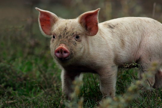 portrait of young pig