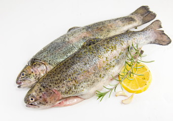 raw trout on white background