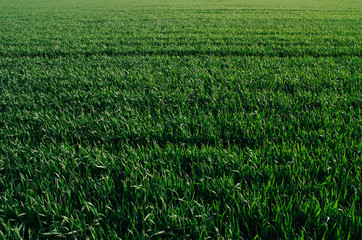 Vivid vibrant green grass (wheat) field closeup perspective view