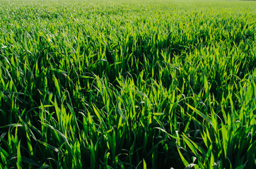 Vivid vibrant green grass (wheat) field closeup perspective view