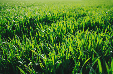 Vivid vibrant green grass (wheat) field closeup perspective view