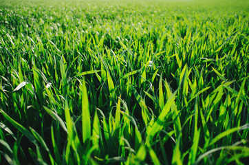 Obraz premium Vivid vibrant green grass (wheat) field closeup perspective view