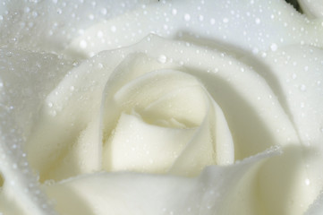 Rosa bianca