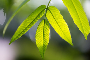 Young walnut leaf illuminated by the sun. Open aperture, shallow depth of field.
