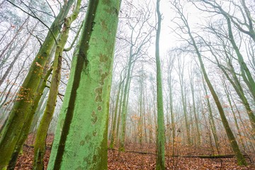 Fototapeta premium Beautiful autumnal forest landscap