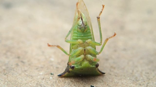 Green bug on its back side 