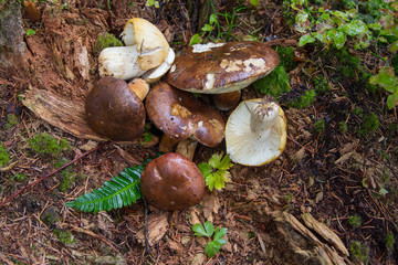 Plucked mushrooms lie on the ground. Nature