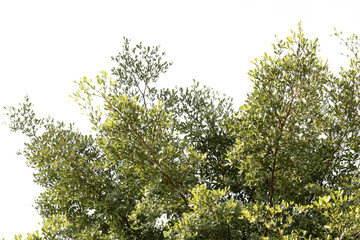 group of green leaf and sky,cloud and blue sky,green leaf from garden,green leaf make oxygen