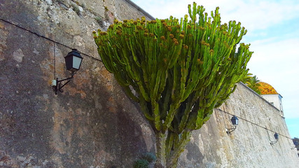 Ficus, palm tree against the wall. Villefranche-sur-Mer, citadel, France.