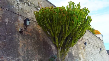 Crédence de cuisine en verre imprimé Villefranche-sur-Mer, Côte d’Azur Ficus, palm tree against the wall. Villefranche-sur-Mer, citadel, France.