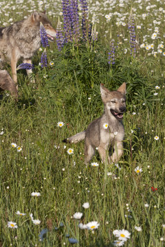 Wolf Pup Running to Mom
