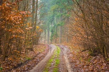 Fall forest with beautiful colors and sandy road