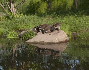 Three Raccoons by a lake with reflections