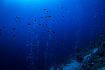 Fototapeta premium Bulbs