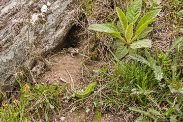 Green and brown lizard
