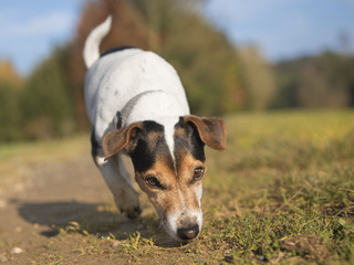 kleiner Hund verfolgt eine Fährte - Jack Russell Terrier