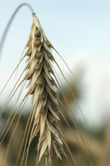 Ripe rye spike