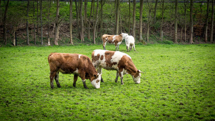 Dirty cow. Cows grazing on a green field