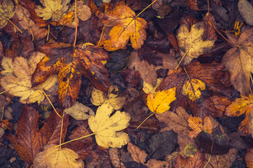 Wet yellow maple trees 